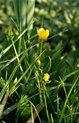 Ranunculus repens