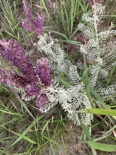 leadplant
