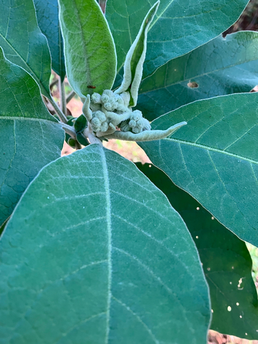 bugweed