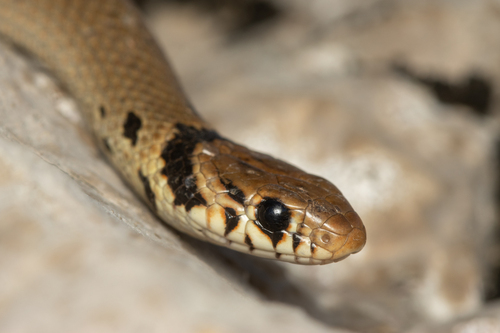 Levantine Dwarf Snake
