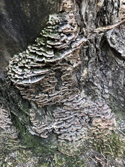 Polyporales