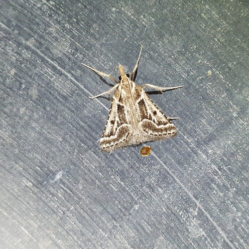 Stemmatophora borgialis