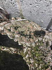 Polyporales