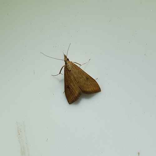 Rusty Dot Pearl