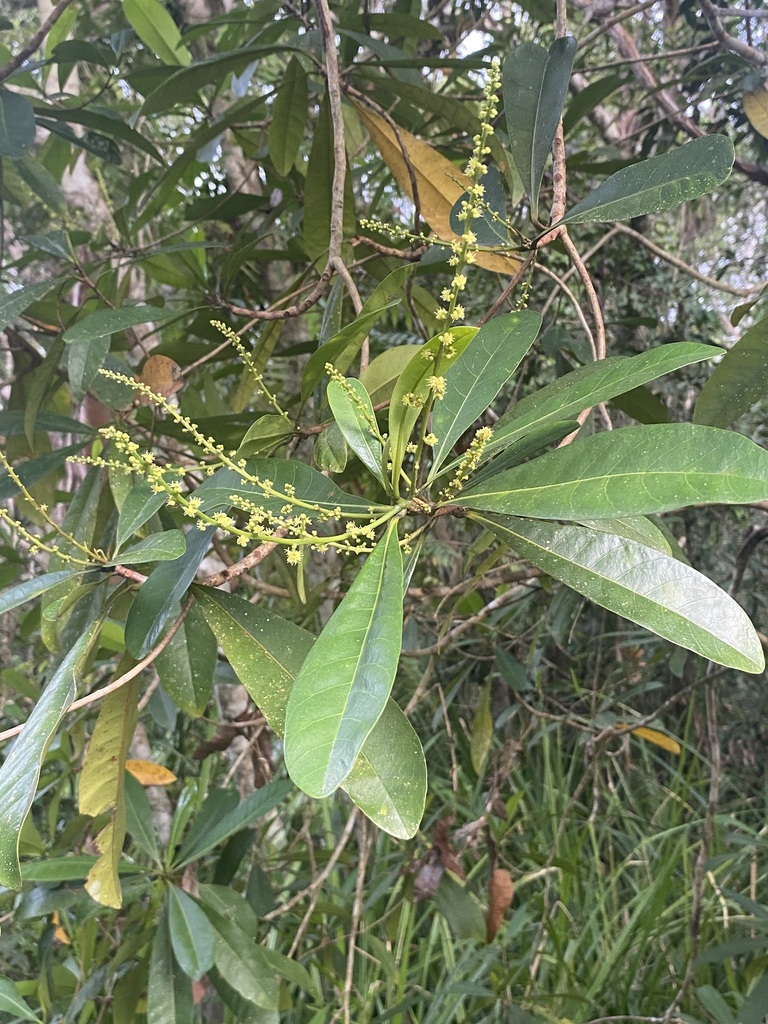 Green Plum (Buchanania arborescens)