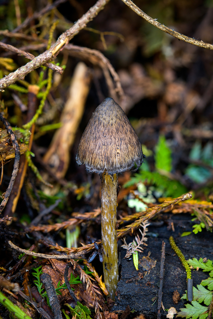 Hygrocybe astatogala