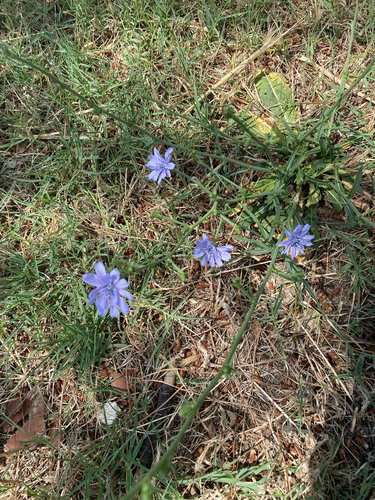 Cichorium pumilum, photograph 4