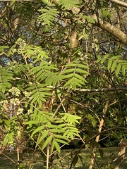 Sorbus aucuparia
