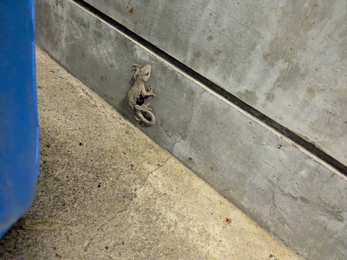 Japanese Giant Gecko