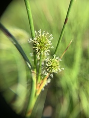 Juncus scirpoides