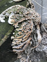 Polyporales