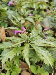 Cardamine glanduligera