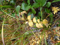 Gentiana sceptrum