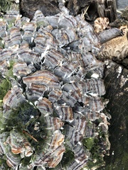 Polyporales