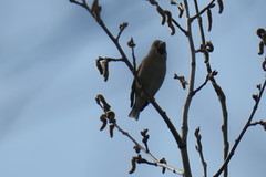 Coccothraustes coccothraustes