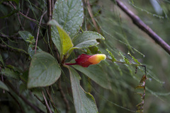 Columnea dielsii