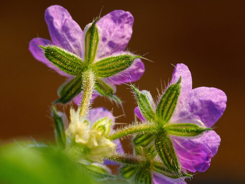 Erodium malacoides, photograph 4