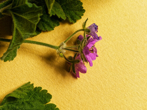 Erodium malacoides, photograph 6