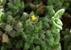 Delosperma echinatum