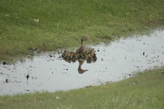 Anas platyrhynchos × Spatula clypeata
