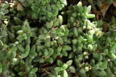 Delosperma echinatum