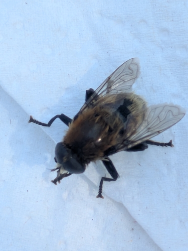 Narcissus Bulb Fly
