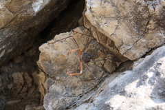 Acanthophrynus coronatus