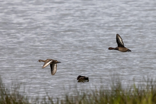 iNaturalist image