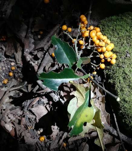 Emmenosperma alphitonioides observed 2026-06-23
