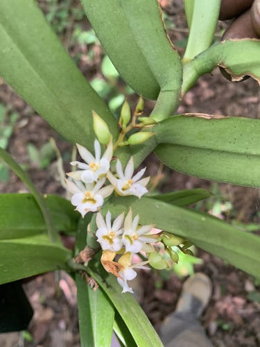 Calyptrochilum christyanum