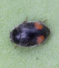 Nephus bipunctatus