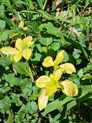 Pseuderanthemum maculatum observed 2026-06-23