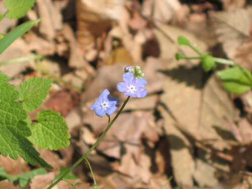 Omphalodes nitida, photograph 5