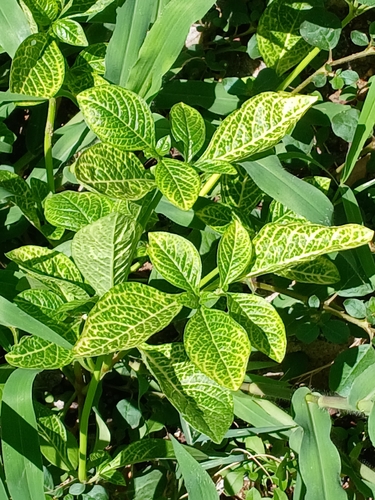 Pseuderanthemum maculatum observed 2026-06-23