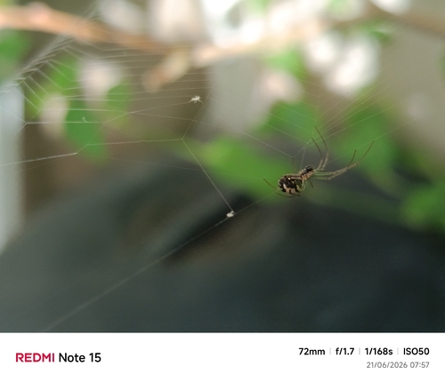 Leucauge volupis