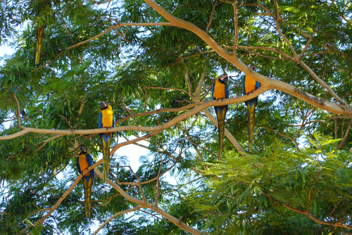 Blue-and-yellow Macaw