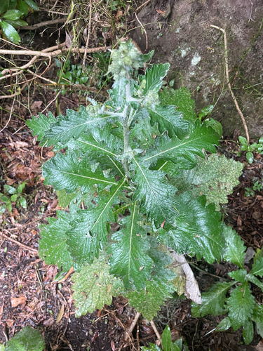 Carduus clavulatus