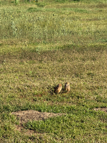 Burrowing Owl