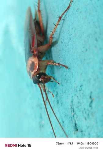 American Cockroach