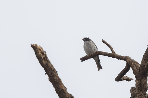 iNaturalist image
