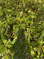 Rhododendron ponticum