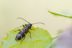 Phymatodes alni