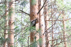 Sciurus vulgaris