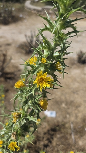 common golden thistle