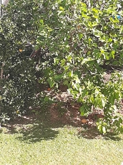 Artocarpus heterophyllus