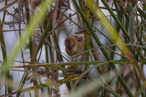 Golden-headed Cisticola