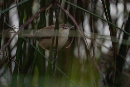 Australian Reed Warbler