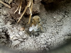 Colletes cunicularius