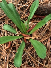 Carphephorus odoratissimus