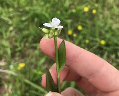 Murdannia loriformis